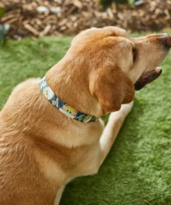 STAR WARS THE MANDALORIAN GROGU Dog Collar -STAR WARS Shop 226330 PT4. SY630 V1614022863