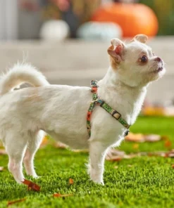 STAR WARS THE MANDALORIAN GROGU Pumpkin Dog Harness -STAR WARS Shop 272935 PT8. SY630 V1623879879