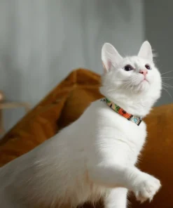 STAR WARS THE MANDALORIAN GROGU Pumpkin Dog Collar 7 STAR WARS THE MANDALORIAN GROGU Pumpkin Dog Collar -STAR WARS Shop 272940 PT8. SY630 V1623879679