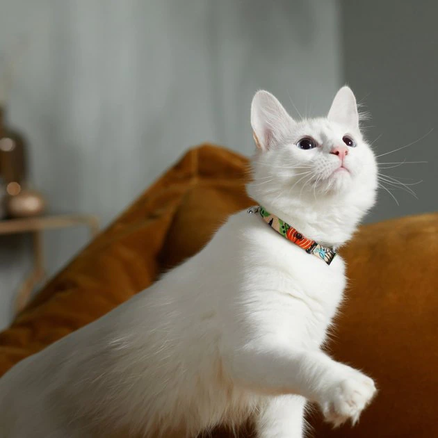 STAR WARS THE MANDALORIAN GROGU Pumpkin Dog Collar 4 STAR WARS THE MANDALORIAN GROGU Pumpkin Dog Collar - Image 4