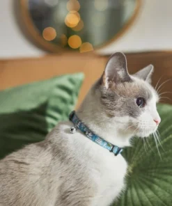 STAR WARS THE MANDALORIAN GROGU Snowman Cat Collar, 8 - 12 inches, Width: 5/8-in 5 STAR WARS THE MANDALORIAN GROGU Snowman Cat Collar, 8 - 12 inches, Width: 5/8-in -STAR WARS Shop 291663 PT8. SY630 V1632186755