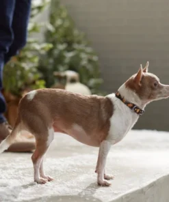 STAR WARS Gingerbread Dog Collar -STAR WARS Shop 291681 PT8. SY630 V1632188077