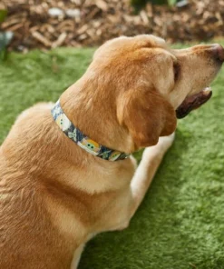 STAR WARS THE MANDALORIAN GROGU Collar + Dog Leash 11 STAR WARS THE MANDALORIAN GROGU Collar + Dog Leash -STAR WARS Shop 302564 PT3. SY630 V1623038560