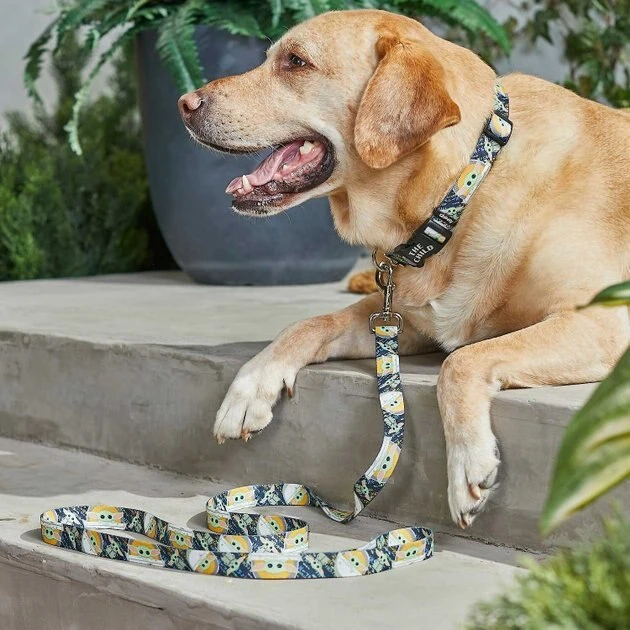 STAR WARS THE MANDALORIAN GROGU Collar + Dog Leash 8 STAR WARS THE MANDALORIAN GROGU Collar + Dog Leash - Image 8