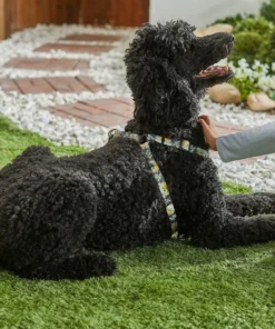 STAR WARS THE MANDALORIAN GROGU Harness + Dog Leash -STAR WARS Shop 319606 PT4. SY630 V1630616781